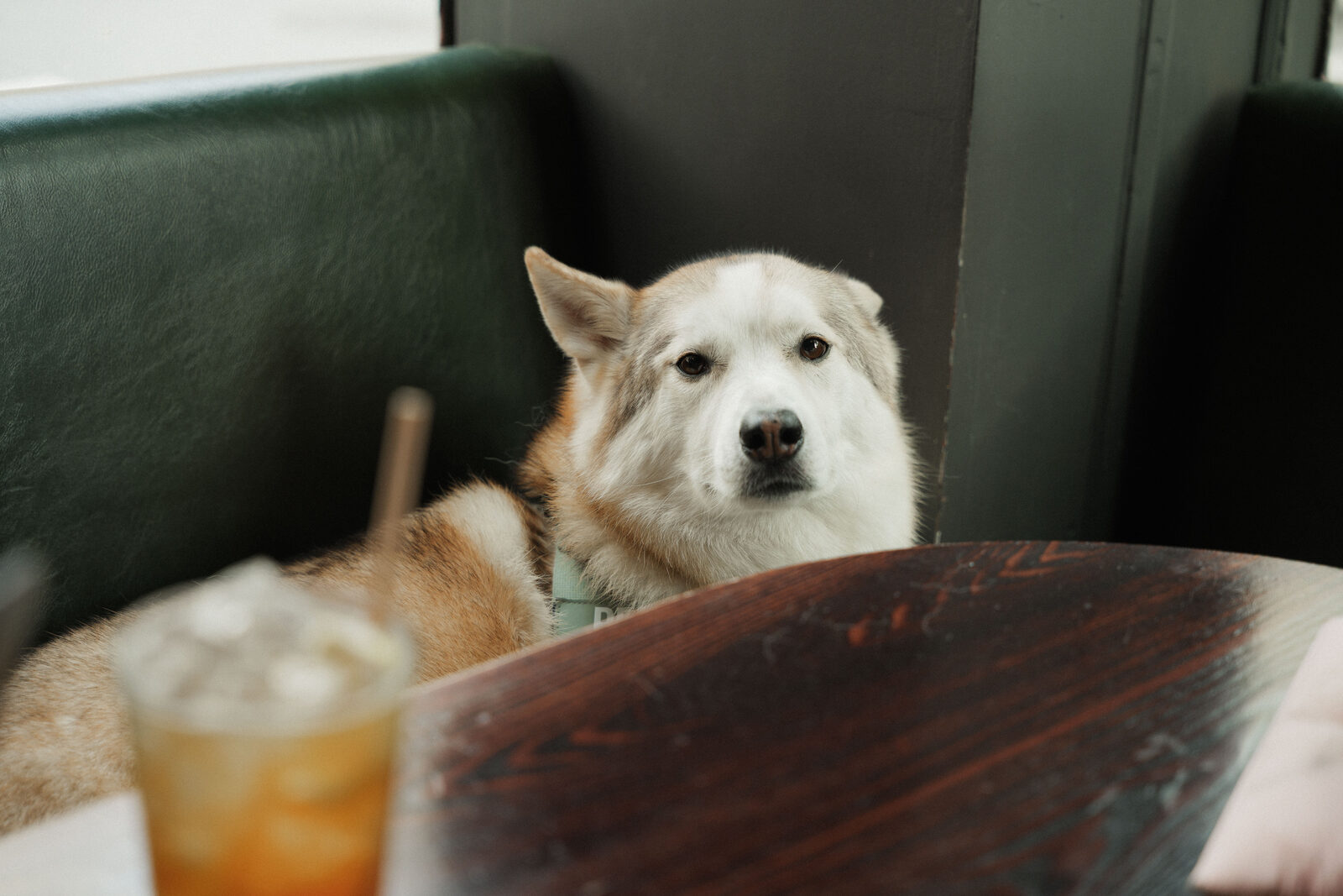 the resident husky